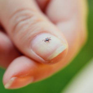 Tick on fingernail